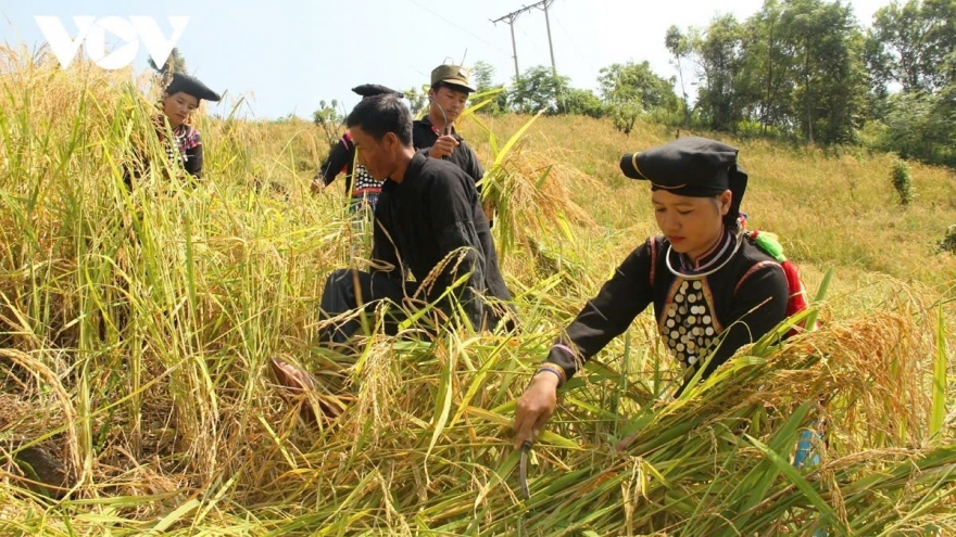 Poverty reduction likened to a revolution in Vietnam