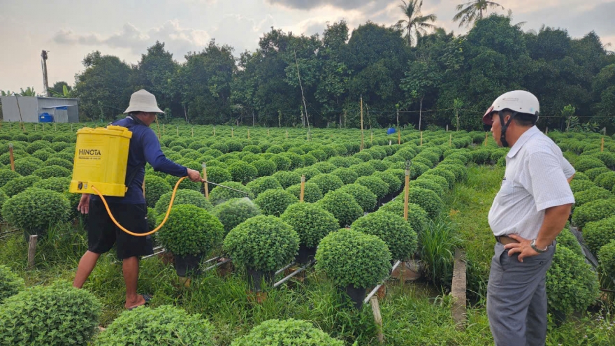 Nhiều diện tích hoa Cúc mâm xôi tại Bến Tre có nguy cơ chậm ra hoa dịp Tết