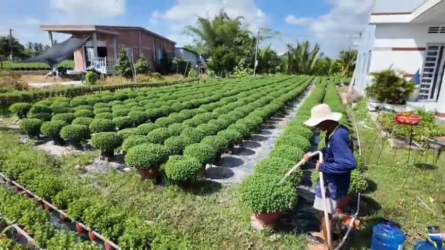 Nhà vườn Chợ Lách "phập phồng" cúc Tết