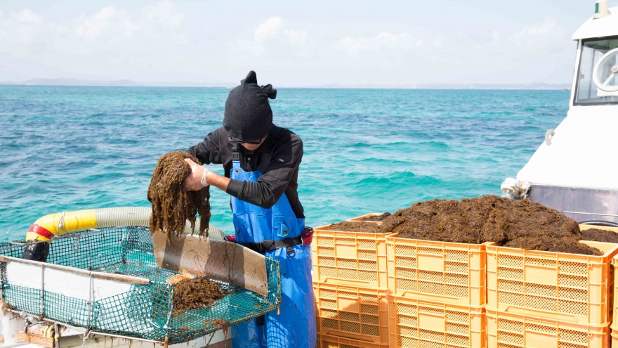 Nghiên cứu chuyên sâu về khả năng chống viêm của tảo nâu Okinawa Mozuku