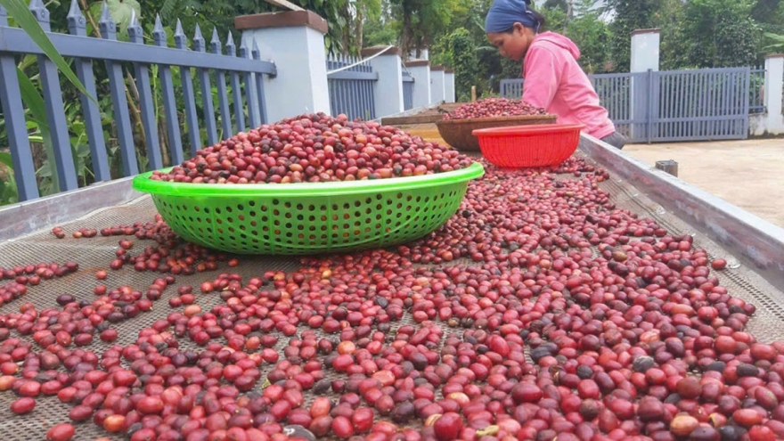 ÊĐê Café - Khát vọng buôn làng