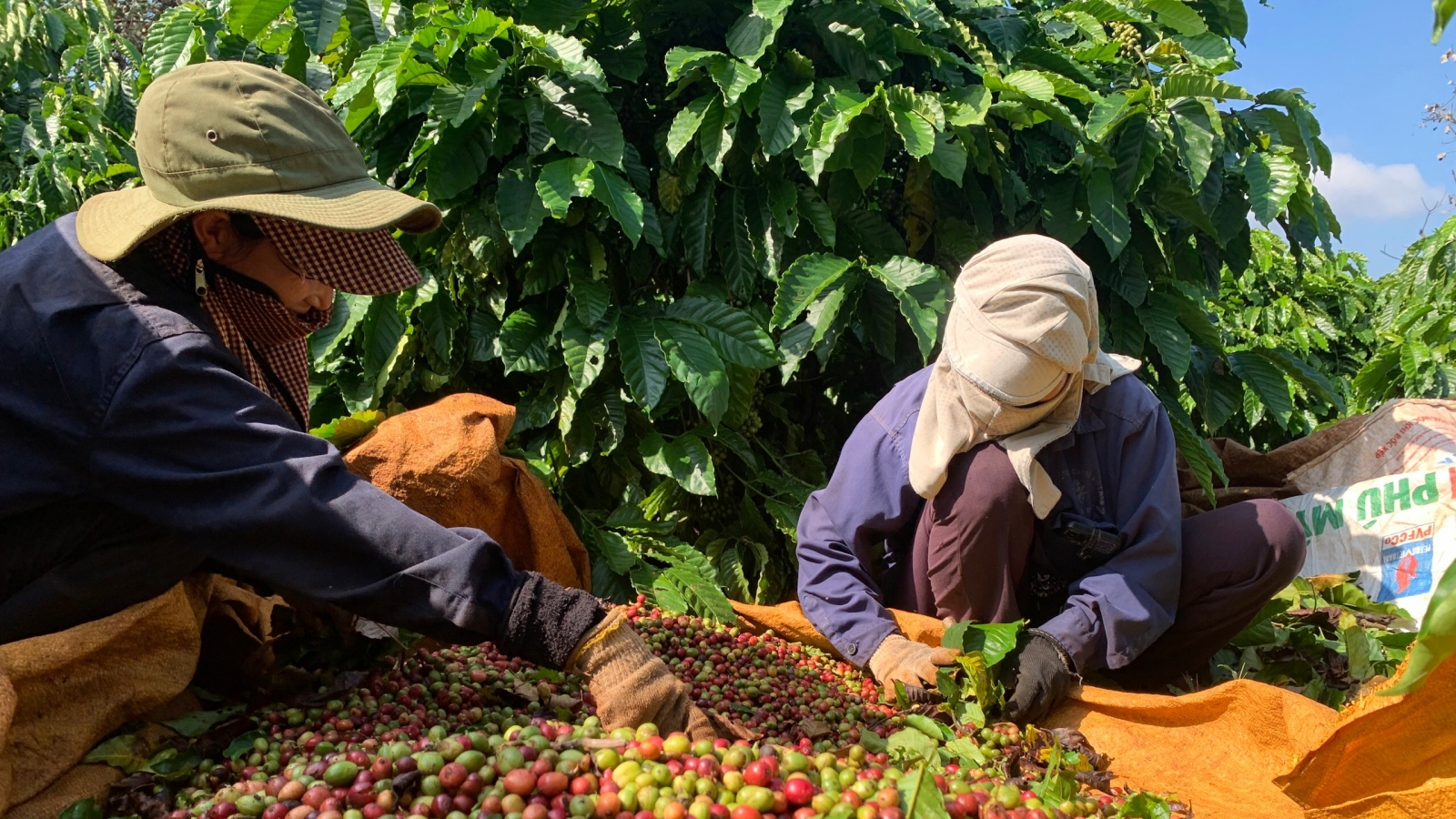 Giá cà phê hôm nay 23/8: Giá cà phê trong nước giảm 1.600 đồng/kg