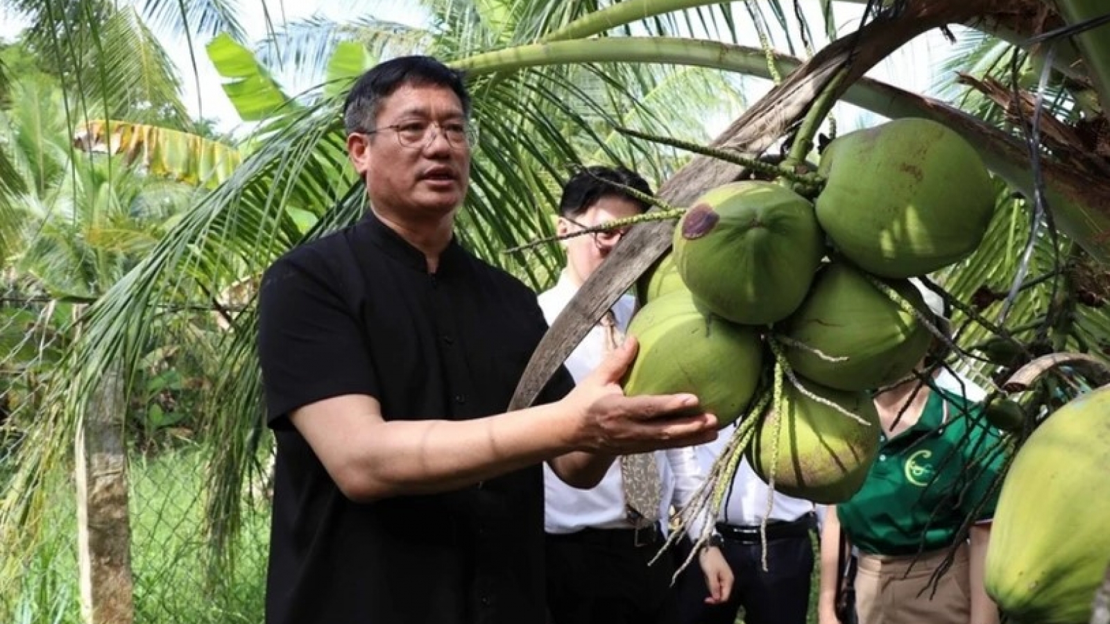 Chinese enterprises survey coconut raw material areas in Tra Vinh