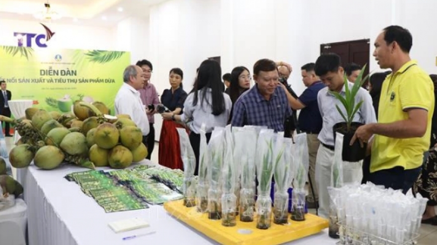 Vietnamese coconut becomes high-value export