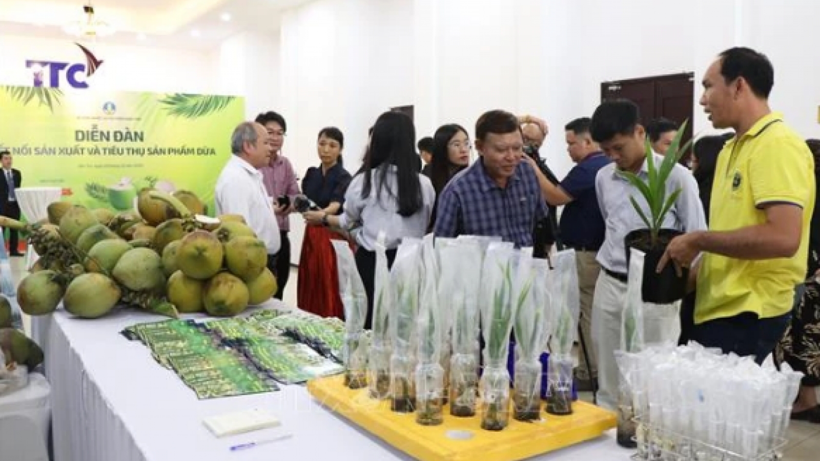 Vietnamese coconut becomes high-value export