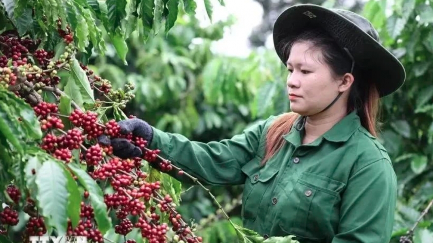 Vietnam’s coffee exports possibly top US$5 billion for first time