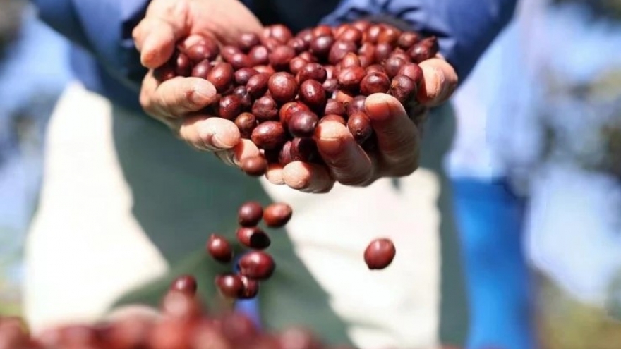 Global coffee production to surge on Vietnam, Indonesia’s rebounding output