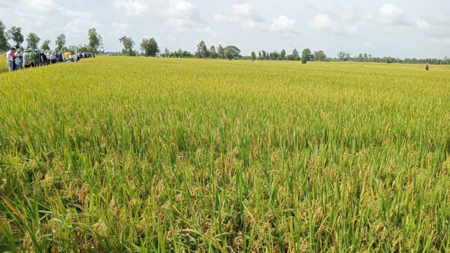Tạo luồng gió mới để vựa lúa Đồng bằng vững bước trong kỷ nguyên vươn mình