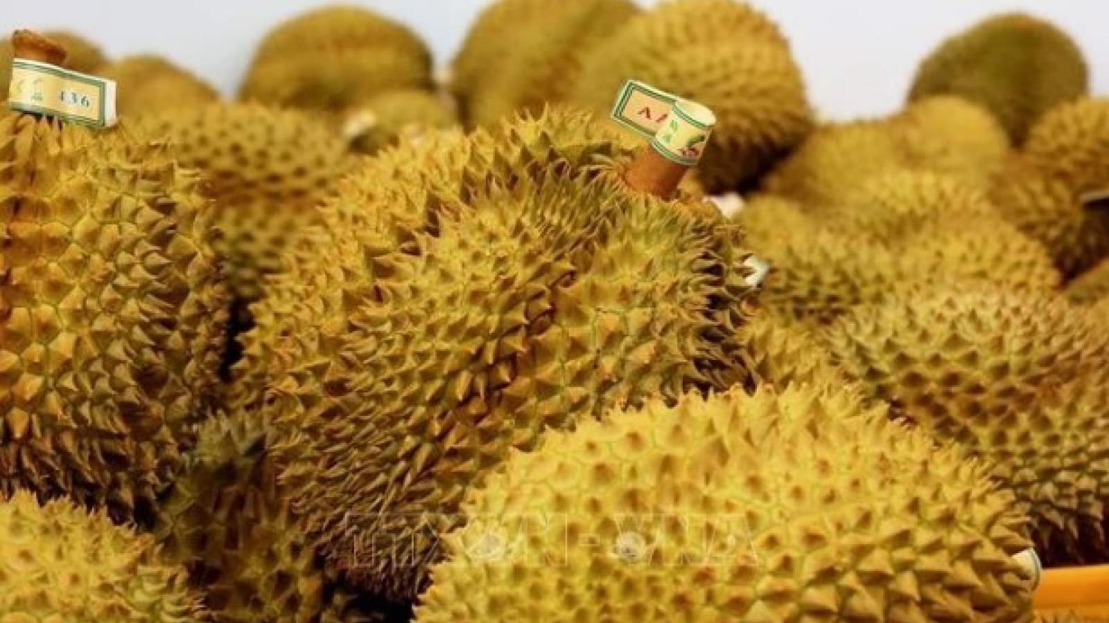 Vietnam's fruit, vegetable exports reach new milestone, topping US$7 billion