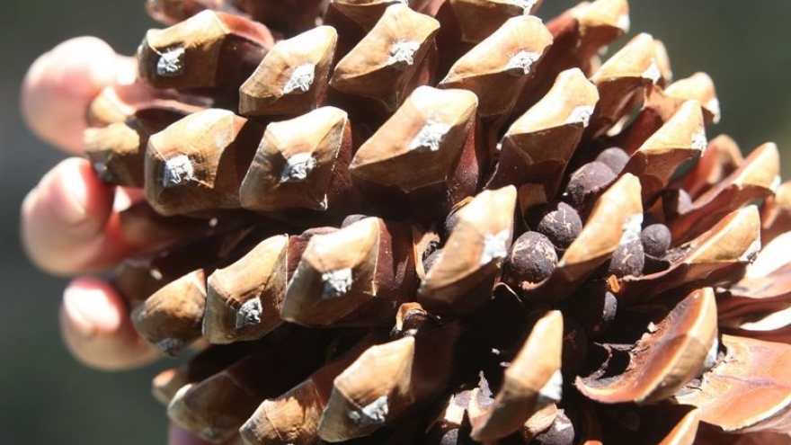 Сосновая шишка араукарии. Как называется эта шишка. Сосна приморская шишка. Как называется эта шишка. Шишки сосновые.