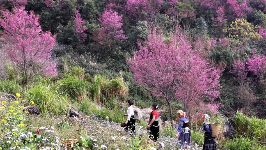 Mu Cang Chai rings in 2025 with Mong panpipe and To Day flower festivals