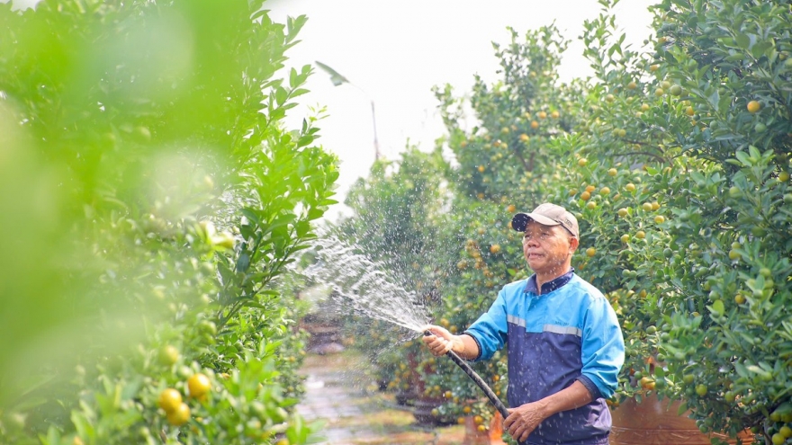 Tu Lien kumquat village prepares for Tet holiday