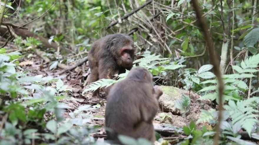 11 rare monkeys released back into wild in Nghe An