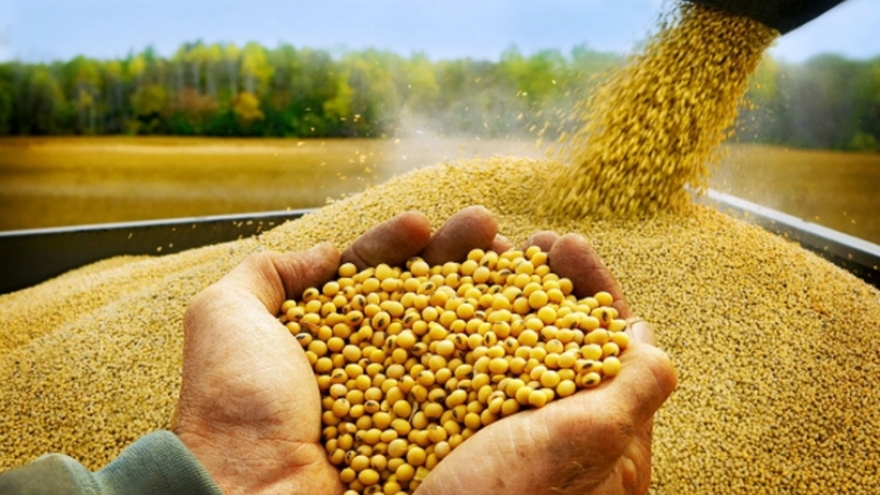 Vietnam spends US$1 billion on soybean imports in 11 months