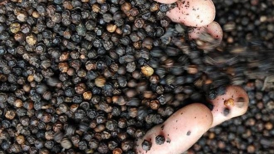 Vietnam rakes in over US$1.2 billion from pepper exports by mid-December