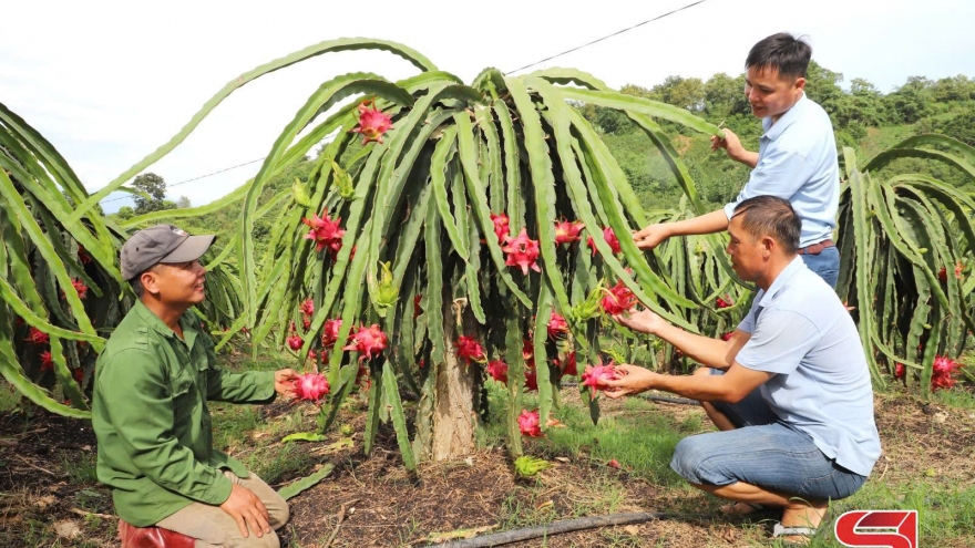 Hợp tác đưa nông sản vươn xa