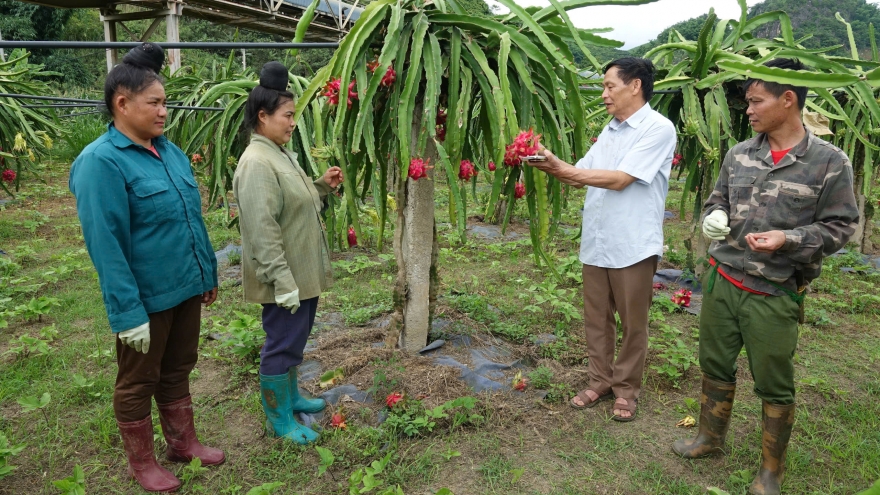 Mai Sơn vào vụ thu hoạch thanh long