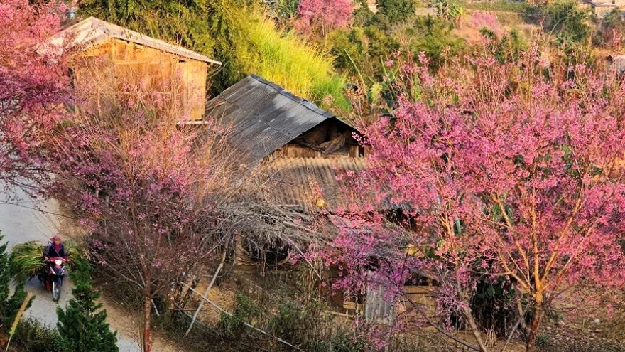 Wild flowers in full bloom paint border village to welcome spring