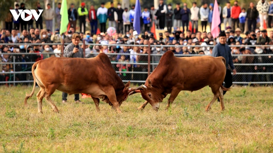 Exciting spring bull fighting festival in northern Vietnam