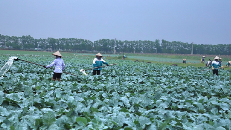 Để người nông dân trở thành doanh nhân