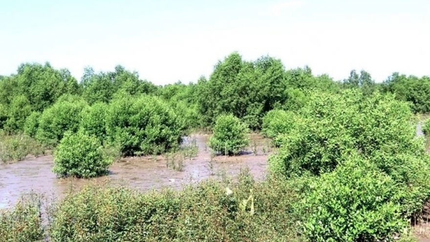 Mekong Delta provinces grow more mangroves to prevent coastal erosion