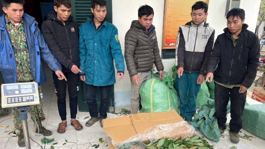 Bắt giữ nhóm đối tượng vận chuyển sâm lậu từ nước ngoài vào Việt Nam