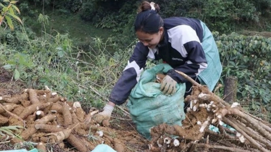 China remains largest market for Vietnamese cassava