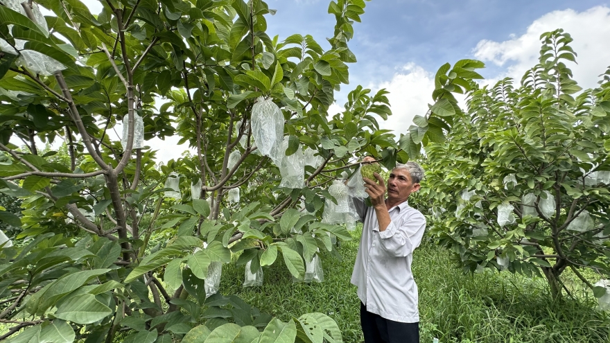 Nông dân miền Tây thu tiền tỷ từ trồng na Thái