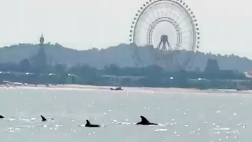 School of dolphins spotted off Phu Quoc island