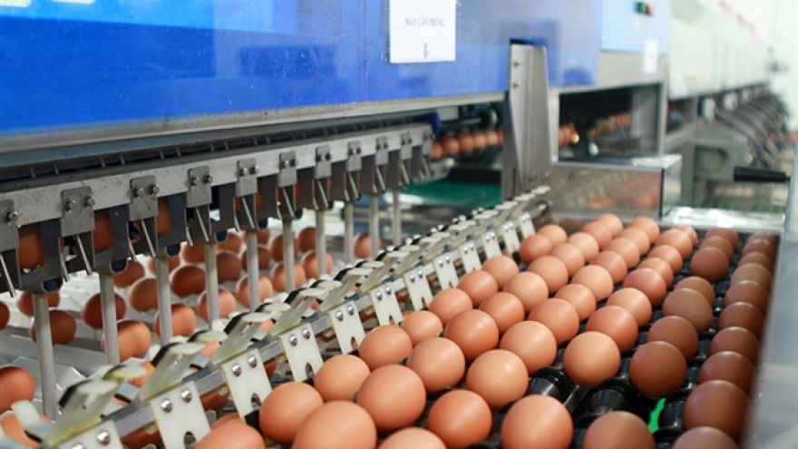 Vietnam sets import tariff quotas for salt and poultry eggs in 2025