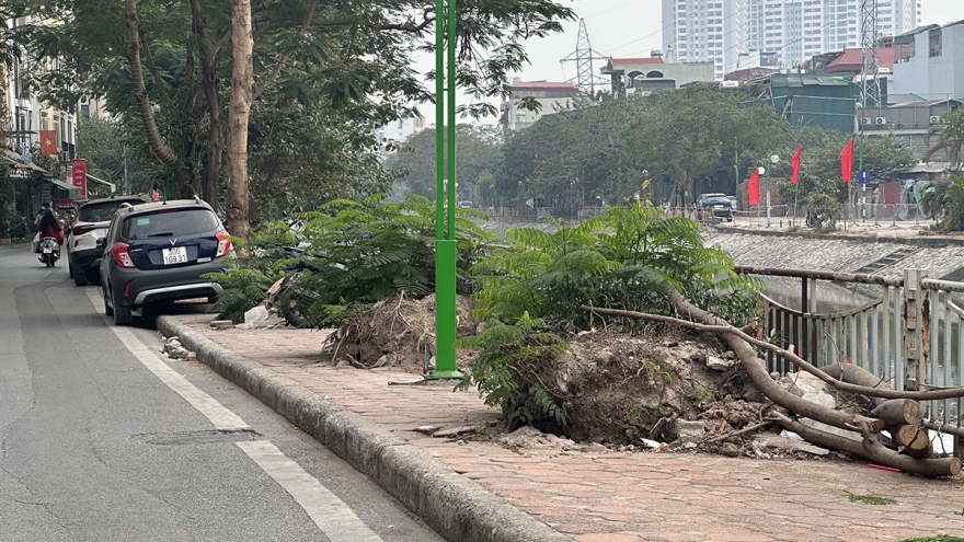 4 tháng sau bão Yagi: Bao giờ Hà Nội trồng và thay thế bổ sung cây xanh trên vỉa hè?