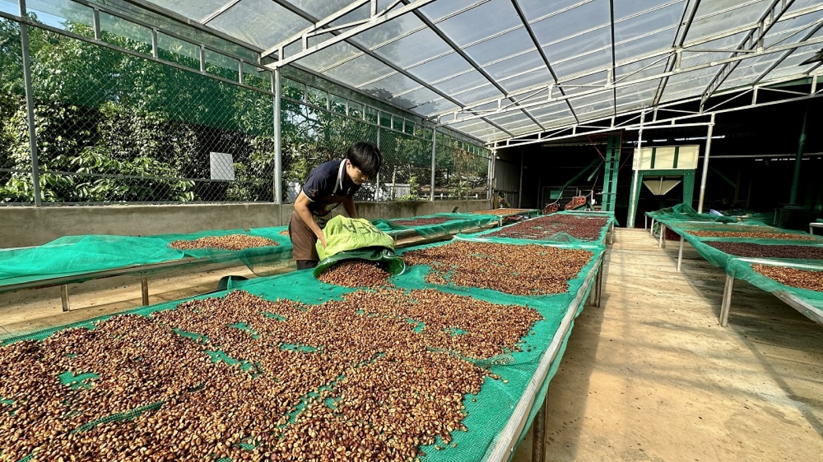 Ban hành quy chế quản lý chỉ dẫn địa lý “Buôn Ma Thuột” cho cà phê Robusta