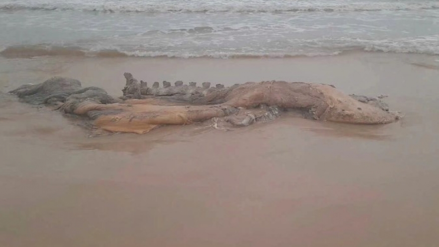 Whale carcass washed ashore on Quang Tri beach