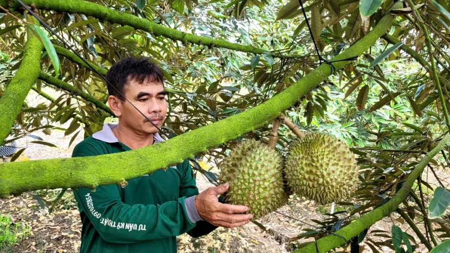 Trái sầu riêng cận Tết giảm giá sâu, nhà vườn đón Tết kém vui