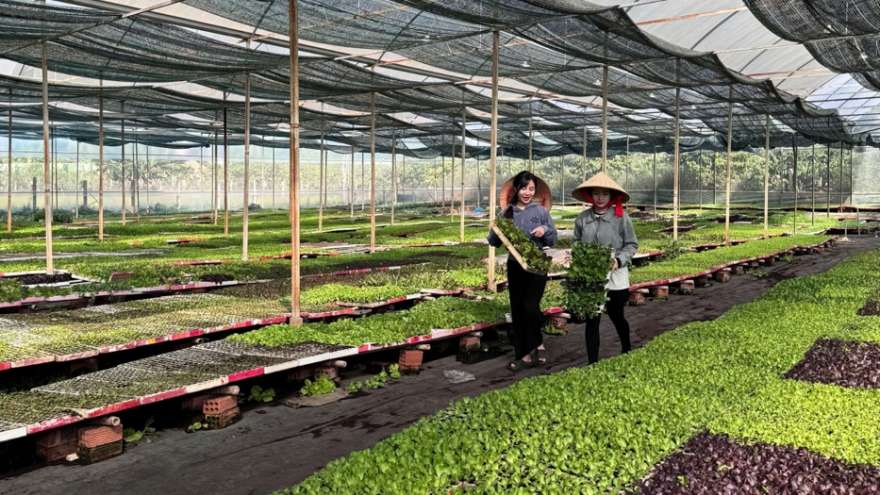 L.A Green: Hành trình kiến tạo những vụ mùa bội thu cho người nông dân Việt