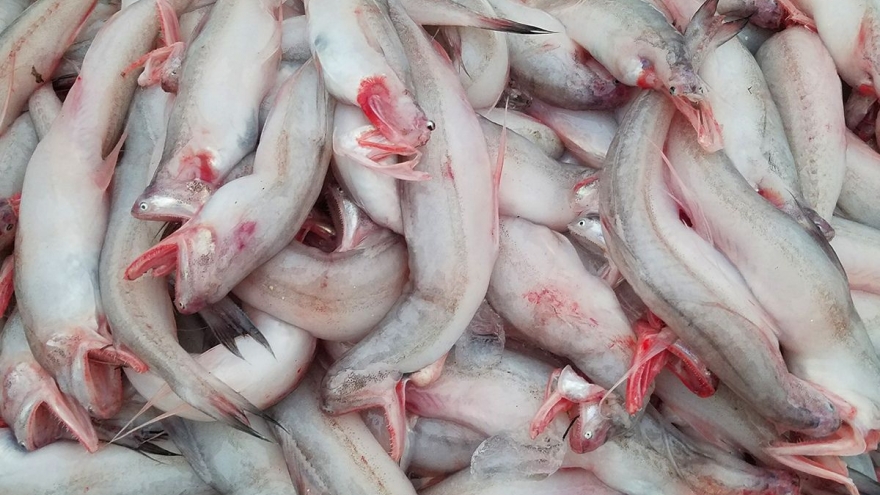 Tranh nhau mua loại cá mềm nhũn, giá tiền triệu mỗi kg