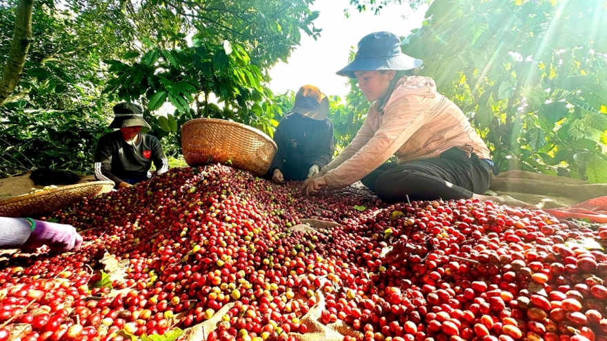 Giá cà phê hôm nay 28/2: Cà phê trong nước tăng 1.500 đồng/kg