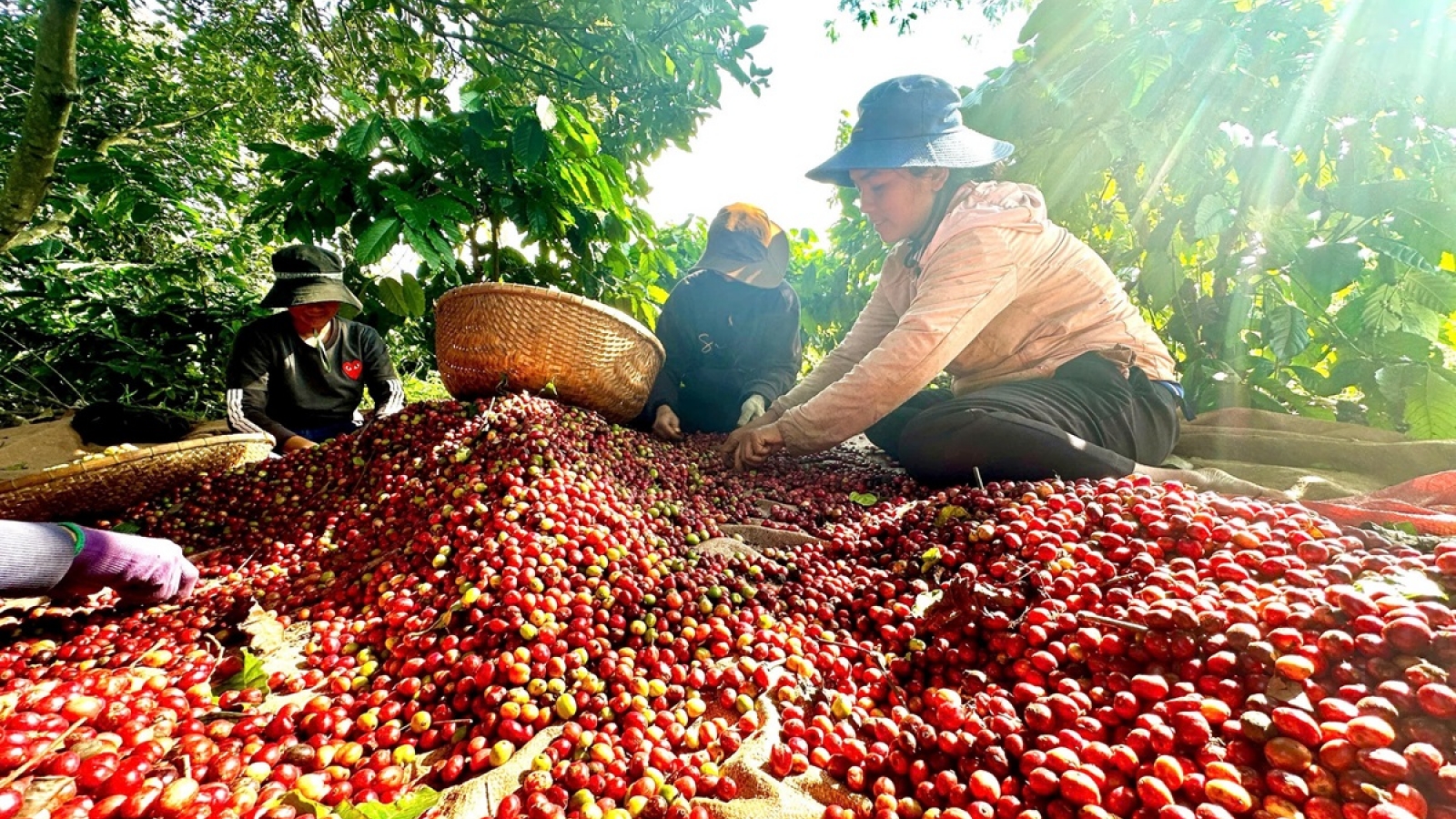 Giá cà phê hôm nay 30/7: Giá cà phê trong nước tăng 800 đồng/kg