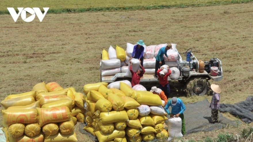 Vietnamese rice export prices take a steep dive in early 2025