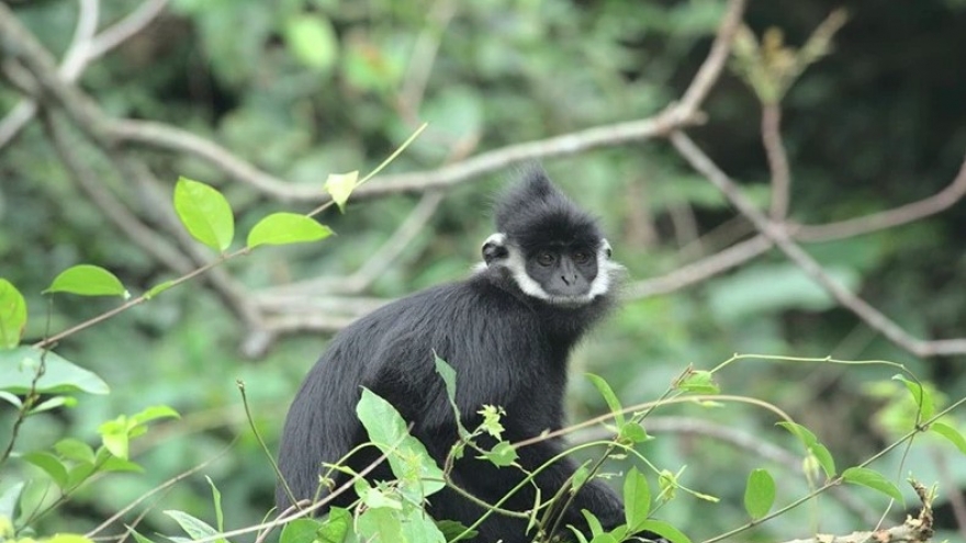 Rare animals released back into the wild