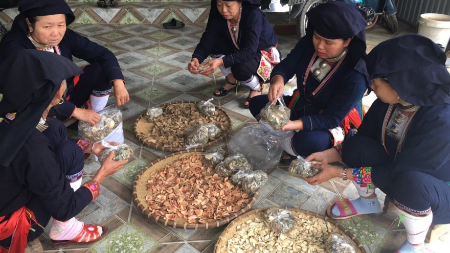 Lễ cúng thần cây thuốc rừng của người Dao Quần Chẹt