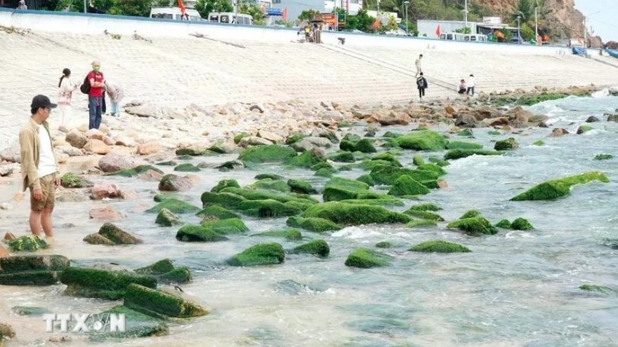 Nhon Hai’s moss-covered rock beach: A must-visit destination in Binh Dinh