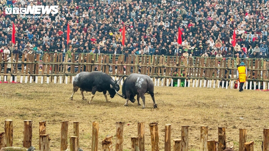 Buffalo fighting festival excites crowds in Vinh Phuc