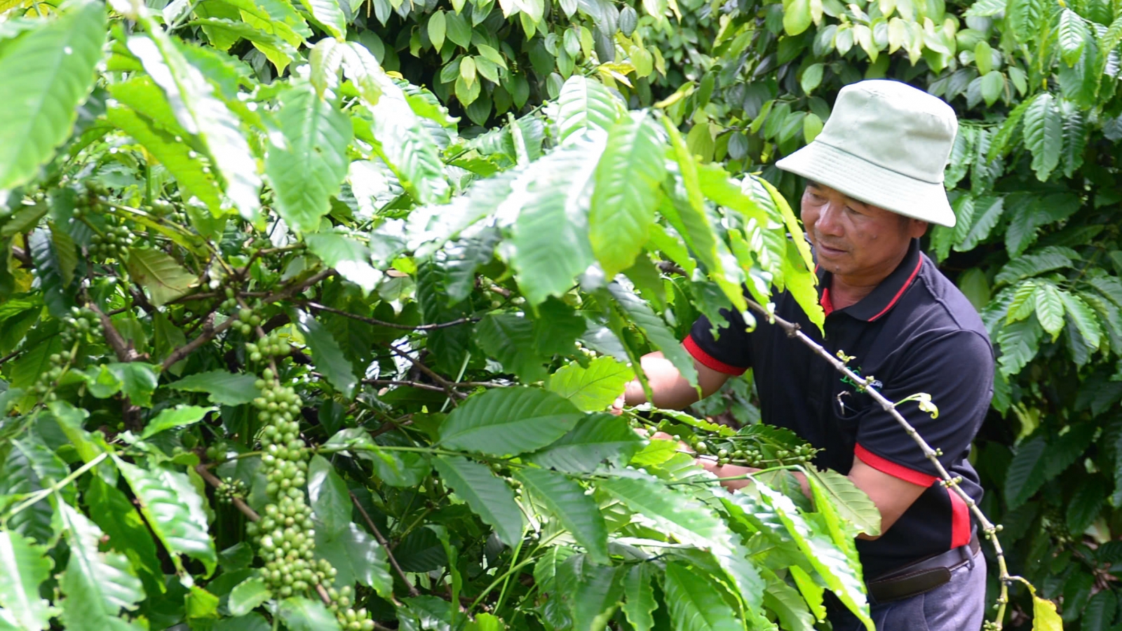Giá cà phê hôm nay 27/7: Giá cà phê trong nước dao động 95.300 - 96.000 đồng/kg
