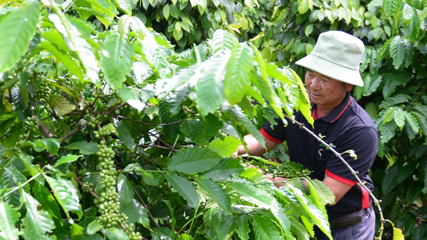 Giá cà phê hôm nay 26/3: Cà phê trong nước cao nhất 94.100 đồng/kg