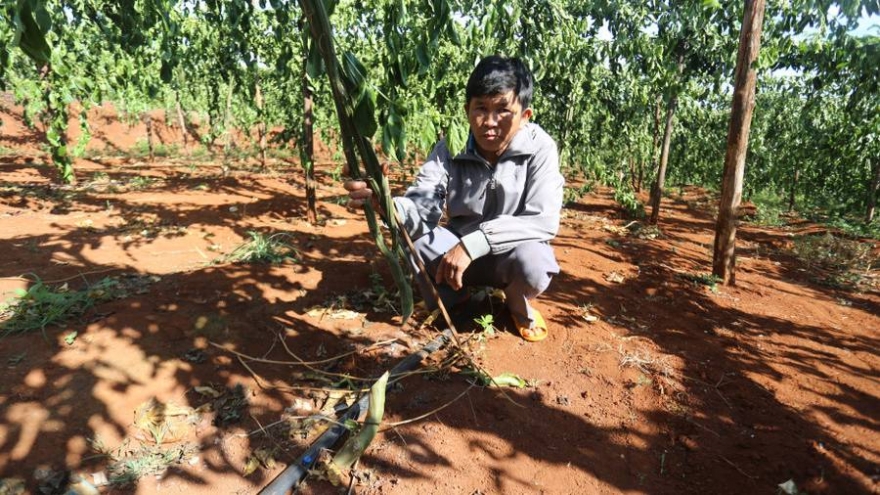 Một hộ dân bị kẻ gian chặt phá hàng trăm gốc chanh dây