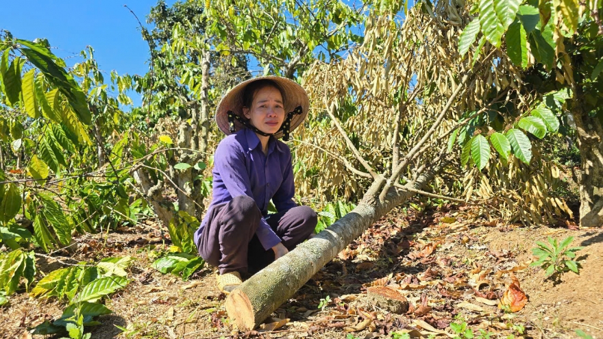 Anh rể phá hoại vườn cà phê, hồ tiêu của em vợ