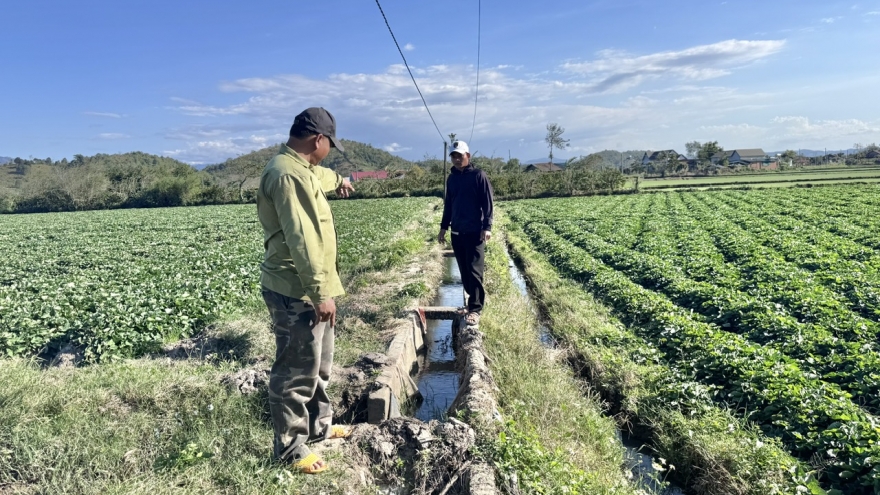 Kênh thủy lợi bị san phẳng thành ruộng lúa của cá nhân