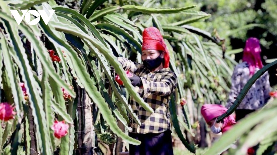 Thanh Long Sơn La được cấp Văn bằng bảo hộ nhãn hiệu