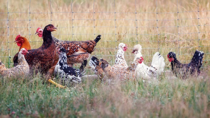 Đã có 2 ca tử vong vì cúm gia cầm H5N1 ở Campuchia